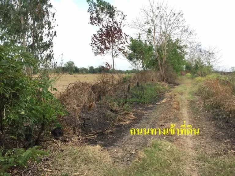 ขายที่ดินเปล่า 2-1-27 ไร่ คลองแอล คลองหลวง จปทุมธานี ใกล้วัดพระธรรมกาย