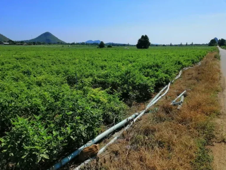 ที่ดินผืนกว้าง แปลงสวย 115-0-63 ไร่ ติดทางสาธารณประโยชน์ เมืองกาญจนบุรี