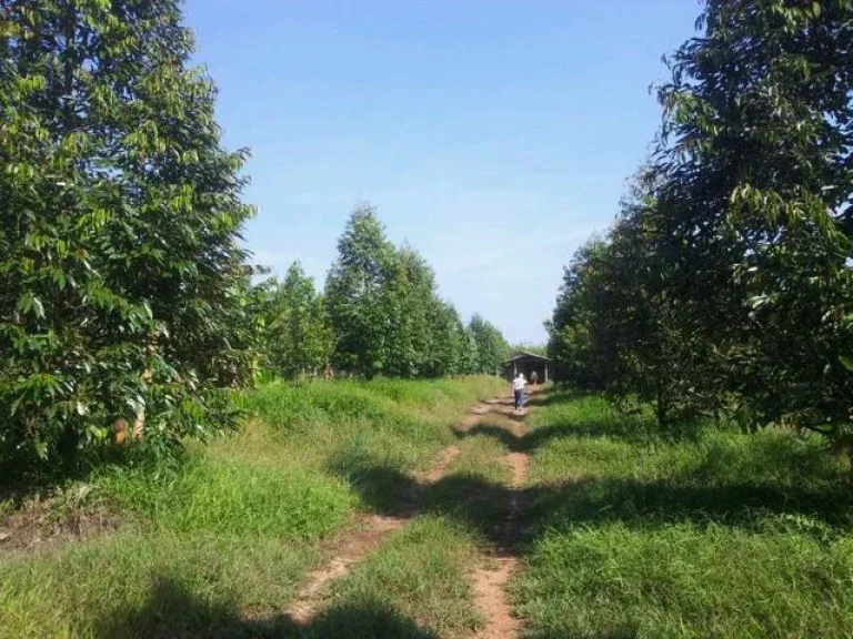 ขายถูกสวนทุเรียนพร้อมบ้าน โฉนด 5 ไร่ ใกล้ถนนสุขุมวิท-เขาชะเมา บรรยากาศดี