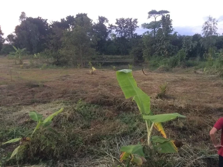 ขายถูกๆที่50 ตรว89000บาทเป็นโฉนดแล้วที่จัดสรรออมทรัพย์ครู ในเมืองอุดร