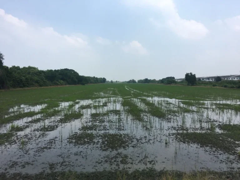 ขายที่ดิน500ไร่ติดถนนบางกรวย-กรุงเทพ