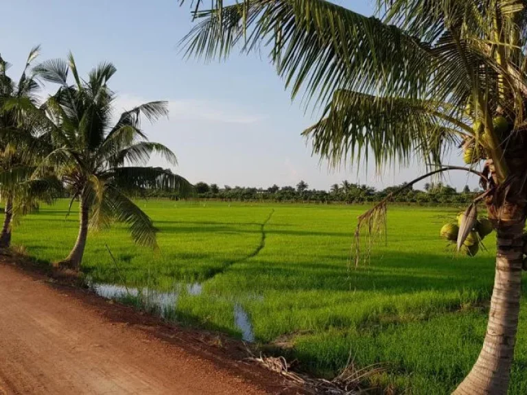 ขายที่ดิน 5 ไร่ 3 งาน สามชุก สุพรรณบุรี