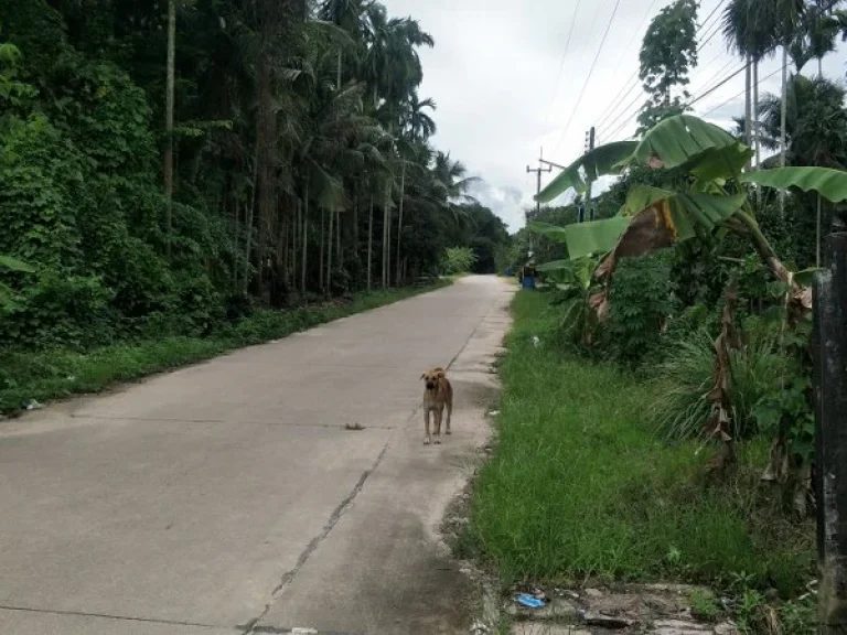 ขายที่ดิน 175 ตรว และ 200 ตรว ติดศูนย์สาธิต ชุมชนพอเพียง หมู่ 7 บ้านสะพานยายคุด ตบ้านค่าย อบ้านค่าย จระยอง