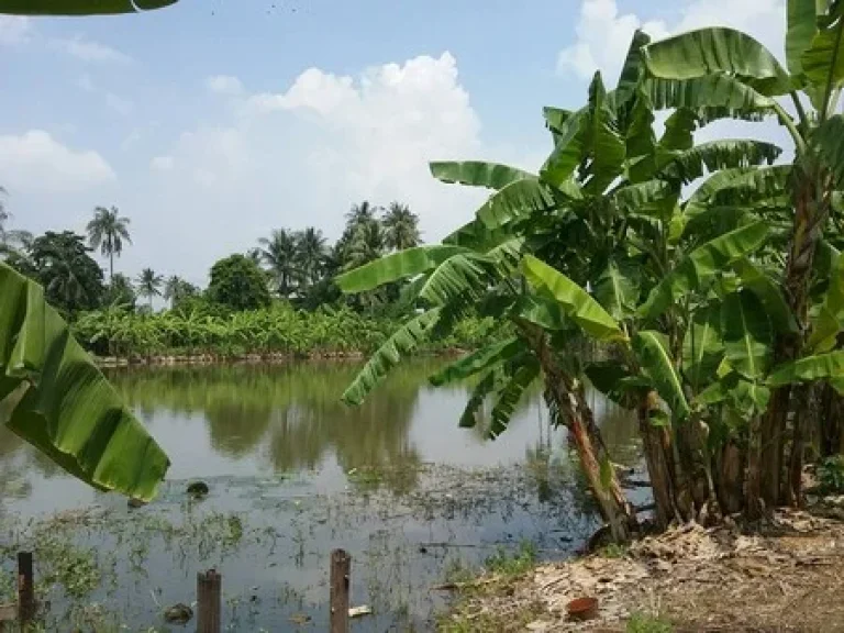 ขายที่ดินสวย ติดริมคลองฉาง อยู่ติดถนนพุทธมณฑลสาย 5 เนื้อที่ 1 ไร่ 3 งาน 24 ตรว