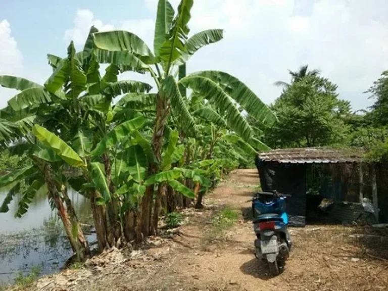 ขายที่ดินสวย ติดริมคลองฉาง อยู่ติดถนนพุทธมณฑลสาย 5 เนื้อที่ 1 ไร่ 3 งาน 24 ตรว