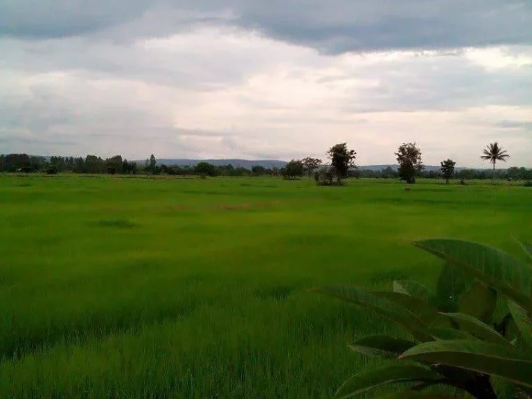 ขายบ้านพร้อมทีดินโนนสมบูรณ์ เสิงสาง โคราช