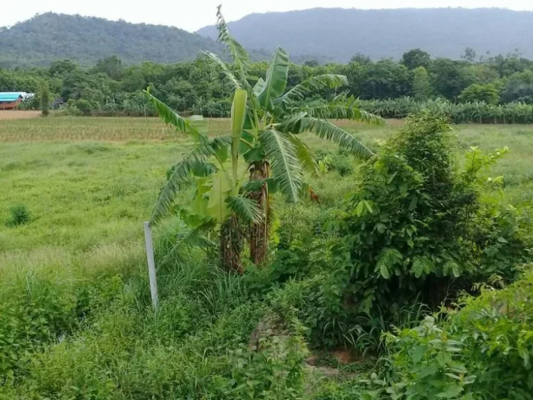 ขายที่ดิน 30 ไร่ อยู่บ้านห้วยฝรั่ง ตวะตะแบก อเทพสถิต จชัยภูมิ