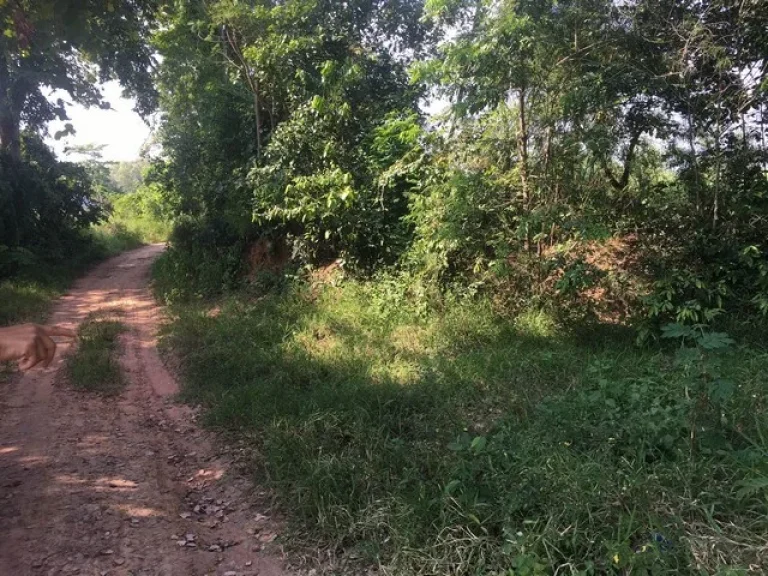 ที่ดินเปล่า บ้านหนองแวง ตำบลท่าพระ อำเภอเมือง จังหวัดขอนแก่น เจ้าของขายถูกมาก