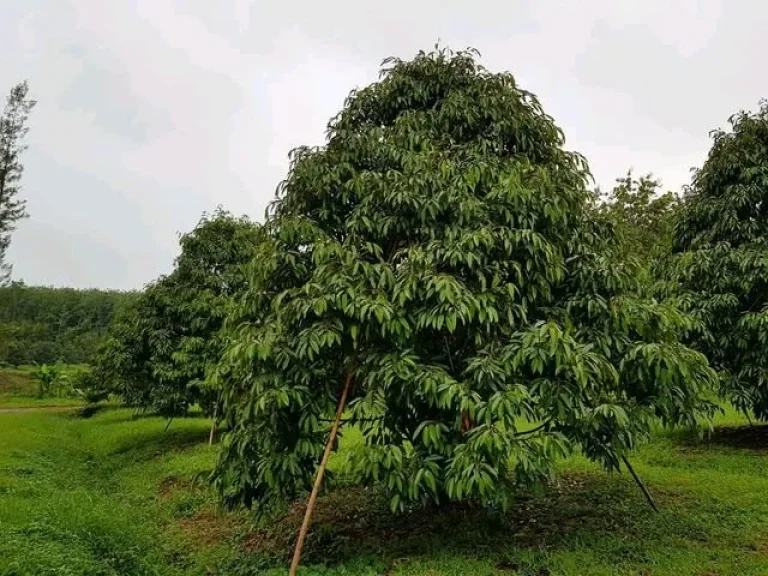 ขายสวนทุเรียนหมอนทองล้วน พร้อมเก็บลูกได้ปีนี้ โฉนด 13 ไร่ ใกล้ถนนสุขุมวิท