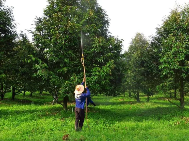 ขายสวนทุเรียนหมอนทองล้วน พร้อมเก็บลูกได้ปีนี้ โฉนด 13 ไร่ ใกล้ถนนสุขุมวิท