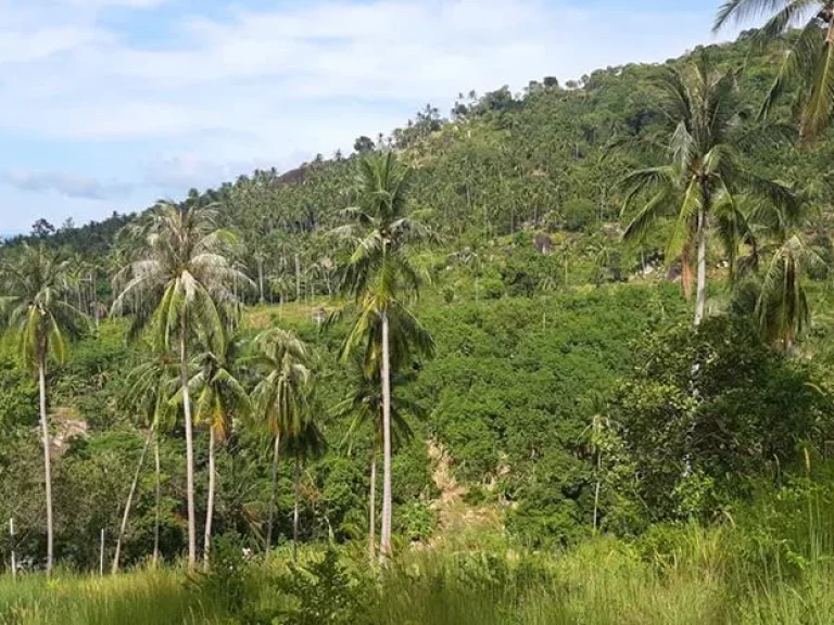 Sea view land for sale ขายที่ดินซีวิวเฉวงน้อยเกาะสมุย ถูกทีสุด Samui