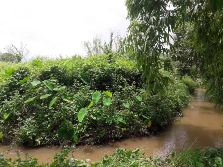 ขายที่ดินติดถนนเด่นห้า-ดงมะดะห่างไร่ละ1800000 บาท