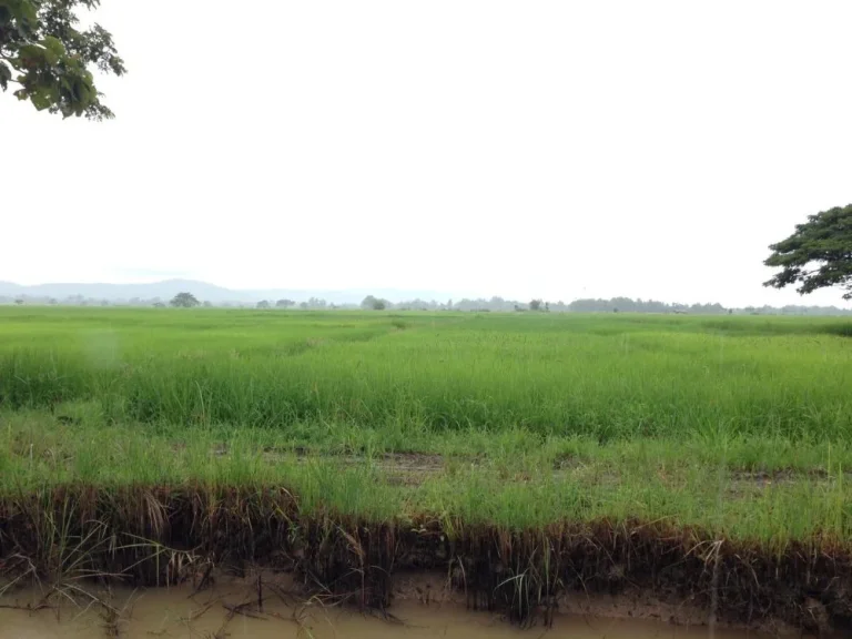 ที่นาแปลงสวยในเขตชุมชน อพาน จเชียงราย 