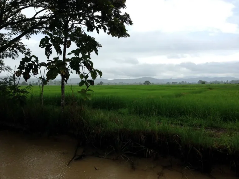 ที่นาแปลงสวยในเขตชุมชน อพาน จเชียงราย 