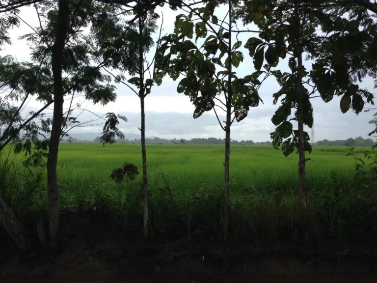 ที่นาแปลงสวยในเขตชุมชน อพาน จเชียงราย 