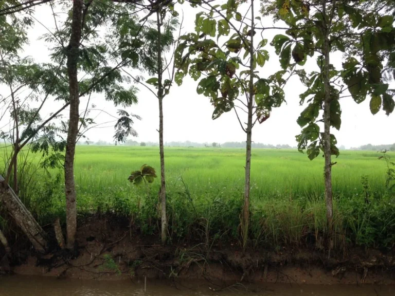 ที่นาแปลงสวยในเขตชุมชน อพาน จเชียงราย 