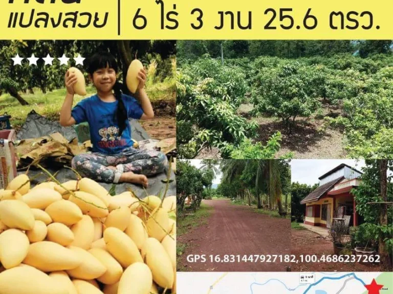 สวนมะม่วงเงินล้าน 6ไร่ 3งาน 256ตรว อวังทอง จพิษณุโลก หน้ากว้าง76เมตร พร้อมบ้าน 1หลัง