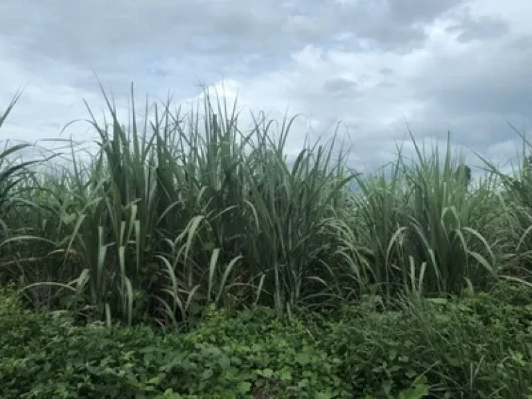 ขายที่ดินสวย 29ไร่ ทำเลหลังสถานีตำรวจภูธร ลานสัก อุทัยธานี