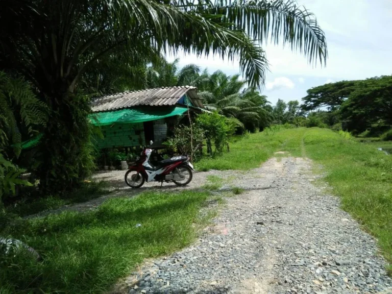 ต้องการขายที่ดิน 10 ไร่ 3 งาน ถนนท่าช้าง ตท่าเรือ อเมือง จนครศรีธรรมราช