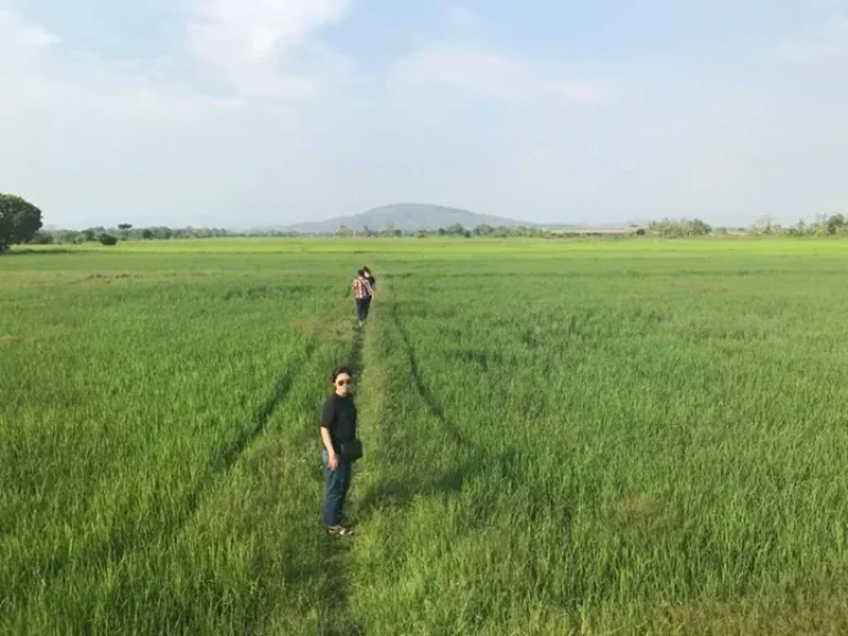 ขายที่ดิน 5ไร่ วิวสวย มองเห็นภูเขา ติดลำเหมือง 422 ทางหลวงสุขาภิบาล แม่จัน เชียงราย เข้ามาทางซอยบ้านป่าสักน้อย ซอย 3