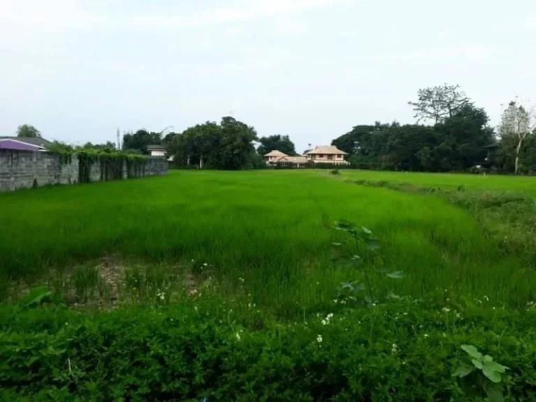 ขายที่ดินหลังโลตัสรวมโชค ติดถนนซอย