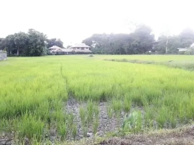 ขายที่ดินหลังโลตัสรวมโชค ติดถนนซอย