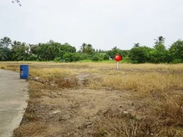 ที่ดิน ตนางบวช อเดิมบางนางบวช สุพรรณบุรี 2 ไร่ 135 ตรว