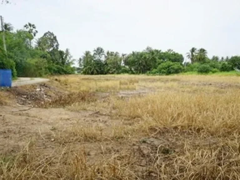 ที่ดิน ตนางบวช อเดิมบางนางบวช สุพรรณบุรี 2 ไร่ 135 ตรว