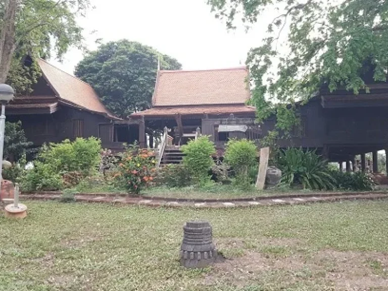 บ้านเรือนไทยริมแม่น้ำ บรรยากาศธรรมชาติ วิวสวยมาก อบางไทร อยุธยา บท 017 ขายที่ดินริมแม่น้ำ พร้อมบ้านเรือนไทย อายุเกือบ 100 ปี ปลูกบนที่ดินเนื้อที่ 1