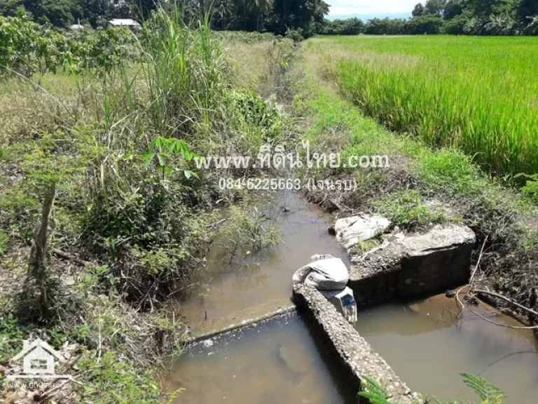 ขายที่ดินเพชรบูรณ์ โฉนด 6ไร่เศษ ตดงมูลเหล็ก อเมือง จเพชรบูรณ์ รหัส L109