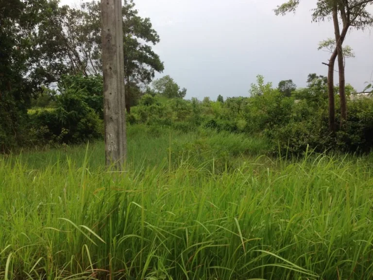 ขายที่ดิน ใกล้จุดสะพานเชื่อมไทย-ลาว ทำเลทอง