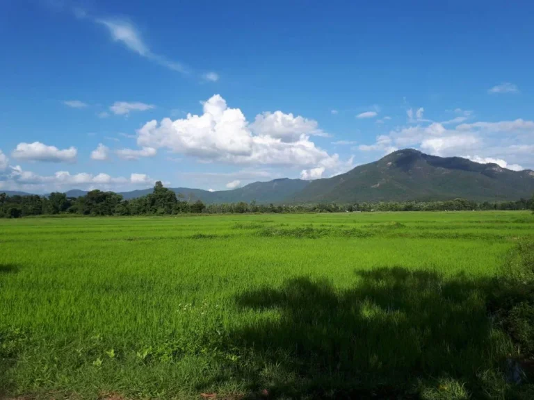 ขายแม่ออน ตรงข้าม อบต ออนใต้