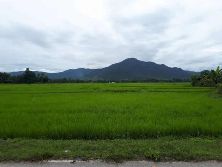 ขายแม่ออน ตรงข้าม อบต ออนใต้