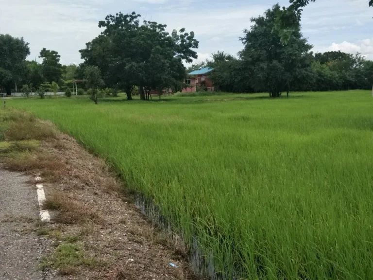 ที่ดินโฉนด 3ไร่ 55ตรว ติดถนน น้ำไฟเพื่อนบ้าน ตโคกสำโรง อโคกสำโรง ลพบุรี