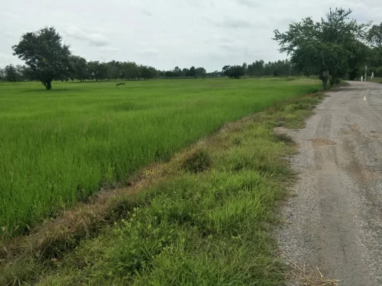 ที่ดินโฉนด 3ไร่ 55ตรว ติดถนน น้ำไฟเพื่อนบ้าน ตโคกสำโรง อโคกสำโรง ลพบุรี