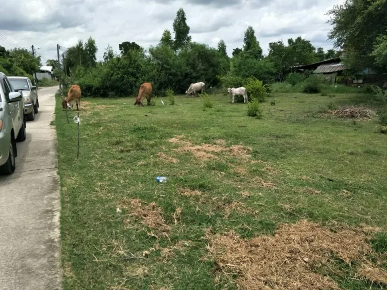 ที่ดินโฉนด 200ตรว ติดถนน น้ำไฟครบ ตวังขอนขว้าง อโคกสำโรง ลพบุรี