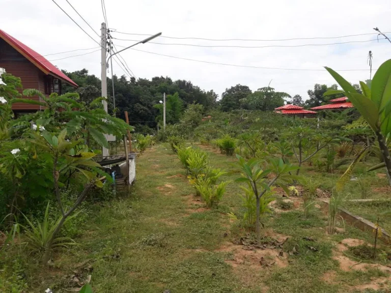 ขายที่ดินบ้านหนองหลุบ ใกล้สนามบิน อเมือง จขอนแก่น