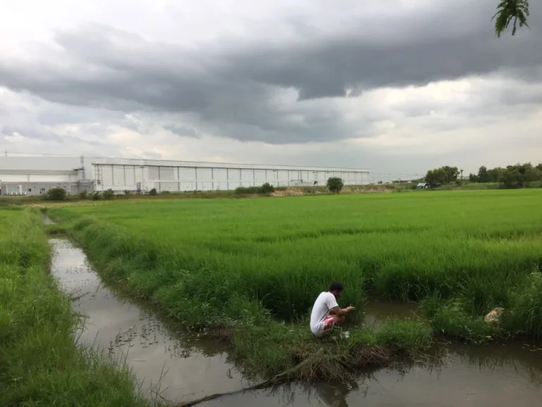 ขายที่ดิน 11 ไร่ ติดกับโรงงานใกล้ถนนมิตรภาพ วังน้อย อยุธยา