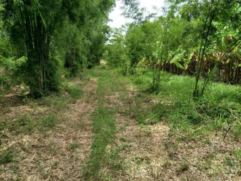 ที่ดินโฉนด จำนวน 10 ไร่ ติดเขตชุมชน ตคลองเกตุ อโคกสำโรง จลพบุรี