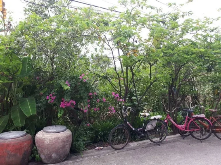 ขายที่ดิน 100 ตรว ซอยประดับสุข10 ถนนติวานนท์ ปากเกร็ด นนทบุรี