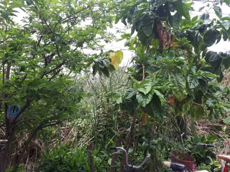 ขายที่ดิน 100 ตรว ซอยประดับสุข10 ถนนติวานนท์ ปากเกร็ด นนทบุรี