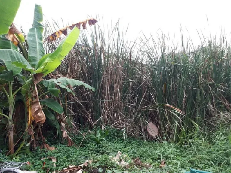 ขายที่ดิน 100 ตรว ซอยประดับสุข10 ถนนติวานนท์ ปากเกร็ด นนทบุรี