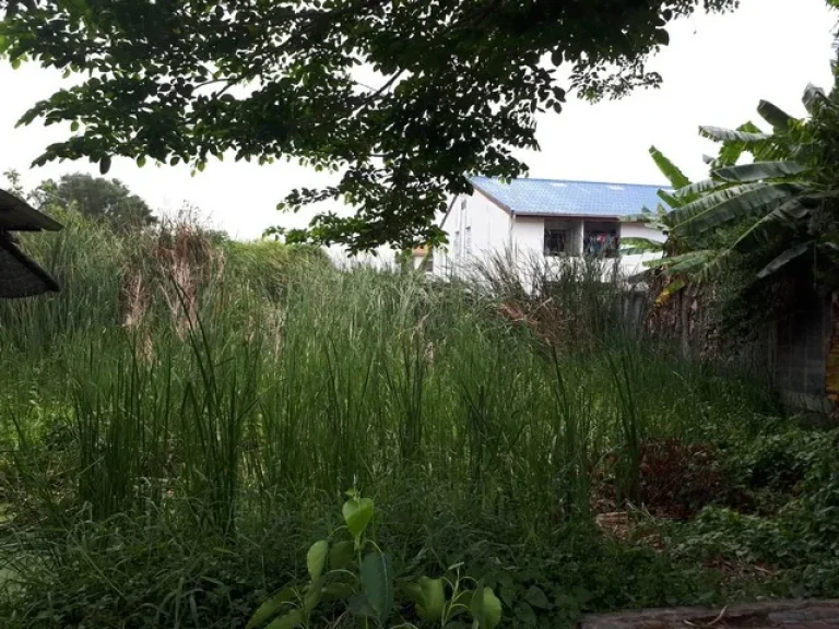 ขายที่ดิน 100 ตรว ซอยประดับสุข10 ถนนติวานนท์ ปากเกร็ด นนทบุรี