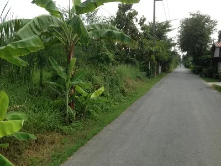 ขายที่ดิน 70 ตรว คลอง8 ตลำผักกูด อธัญบุรี จปทุมธานี