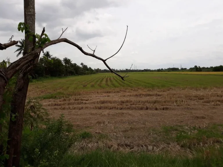 ขายที่ดินเปล่า 31 ไร่ นนทบุรี