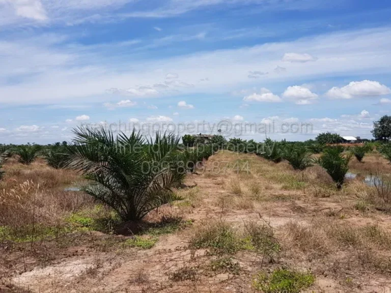 ที่ดินแปลงใหญ่ หนองคาย ทำสวนปาล์ม หรือทำเกษตร ใกล้แม่น้ำโขง บ้านดงบัง ศรีเชียงใหม่ ท่าบ่อ