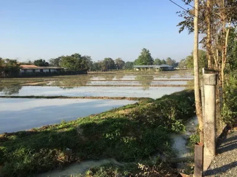 ที่นาติดถนนอยู่ในชุมชนค่ะ ตำบลห้วยทราย อำเภอสันกำแพง จังหวัดเชียงใหม่