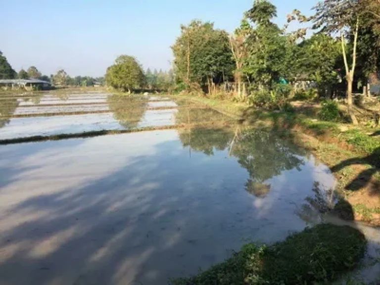 ที่นาติดถนนอยู่ในชุมชนค่ะ ตำบลห้วยทราย อำเภอสันกำแพง จังหวัดเชียงใหม่