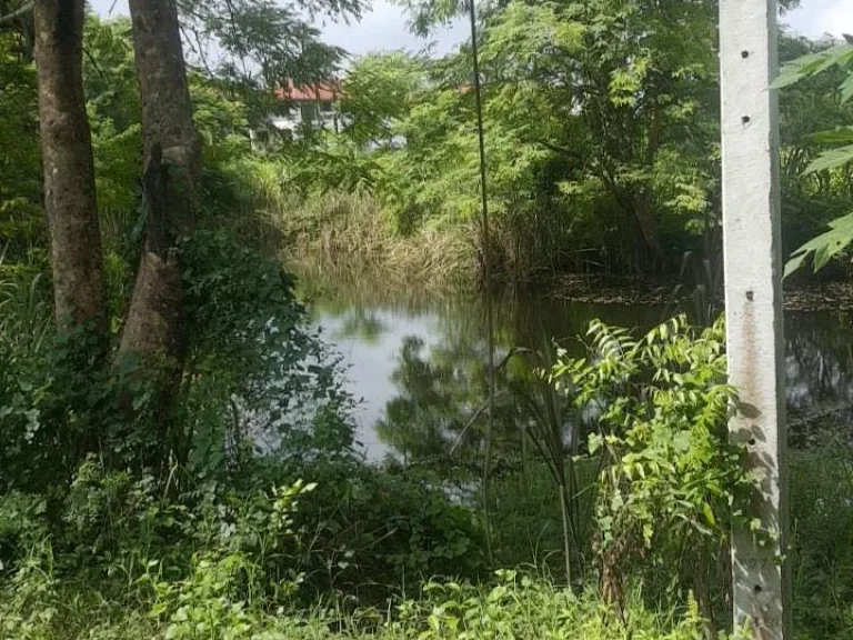 ขายที่ดิน โฉนด ติดถนนทางหลวง อ เสาไห้ จ สระบุรี