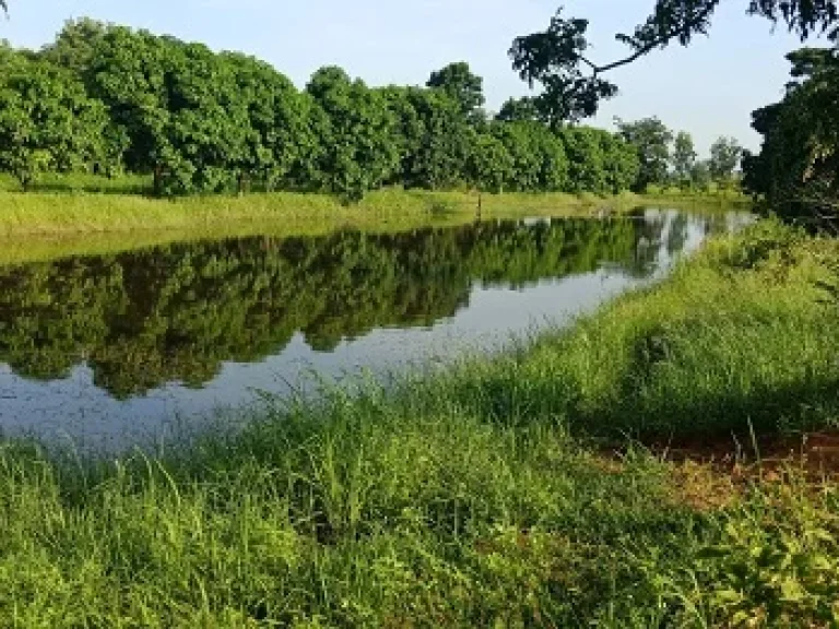 Land for sale in Mueang Buriram